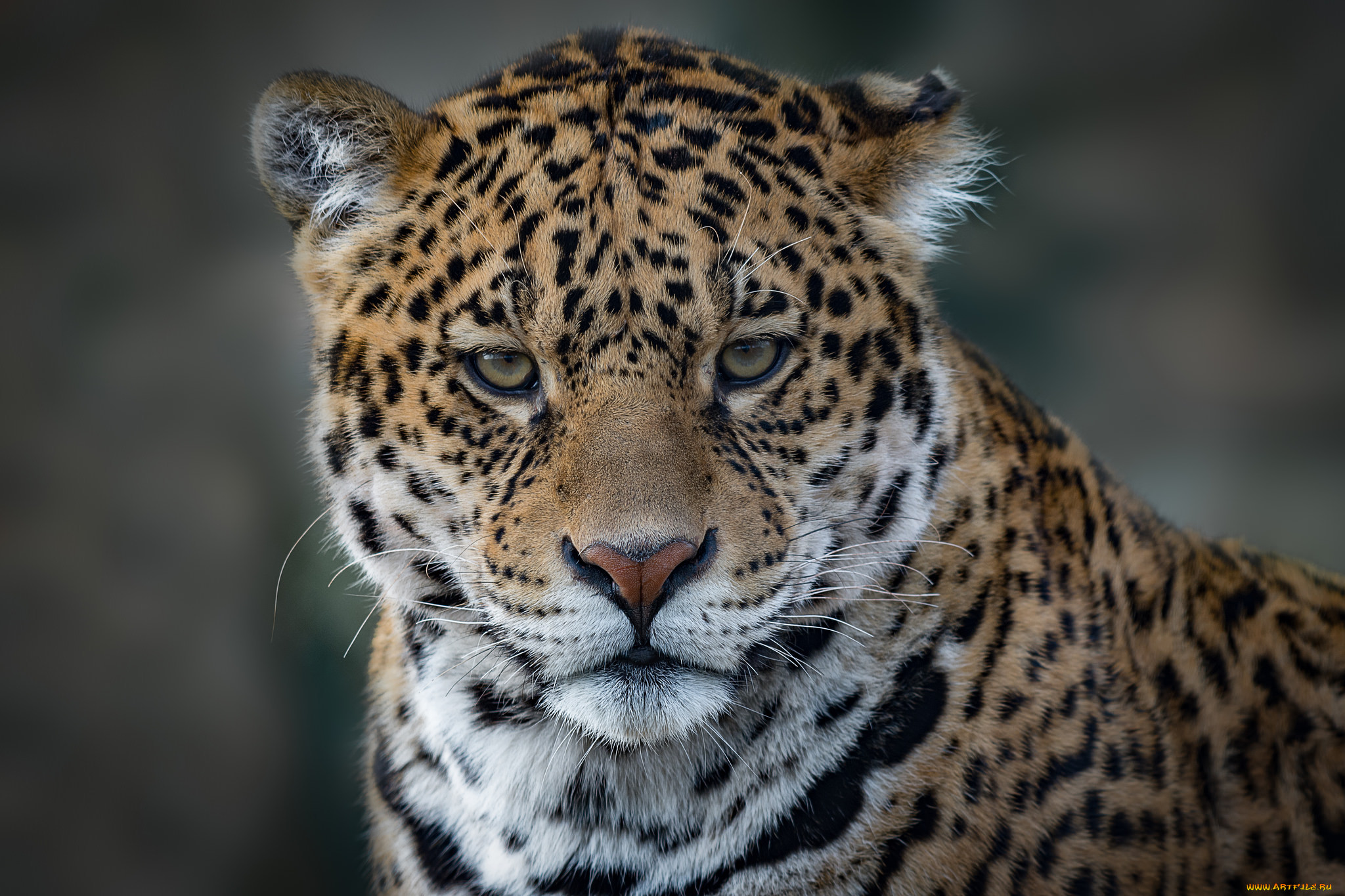 jaguar, , , 